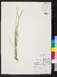 Elymus trachycaulus subsp. subsecundus image