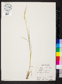 Elymus trachycaulus subsp. subsecundus image