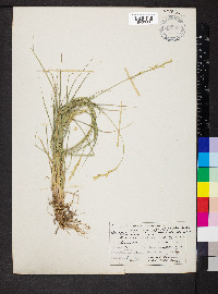 Pseudoroegneria spicata image