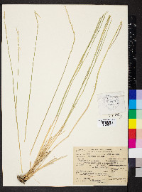 Pseudoroegneria spicata f. spicata image