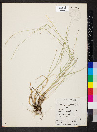 Pseudoroegneria spicata image