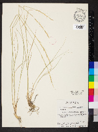 Pseudoroegneria spicata image