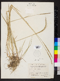 Elymus trachycaulus subsp. subsecundus image