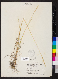 Elymus trachycaulus subsp. trachycaulus image