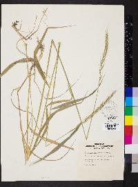 Elymus caninus image