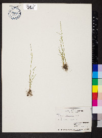 Agrostis elliottiana image