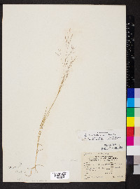 Agrostis elliottiana image