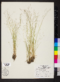 Agrostis elliottiana image