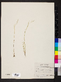 Agrostis elliottiana image