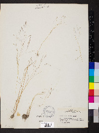 Agrostis elliottiana image