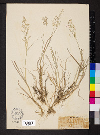 Agrostis capillaris image