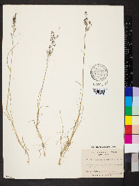 Agrostis exarata image