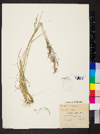 Agrostis exarata image