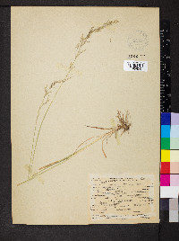 Agrostis pallens image