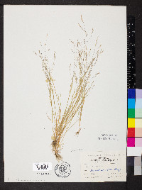 Agrostis elliottiana image