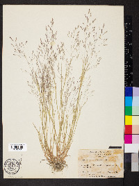 Agrostis elliottiana image