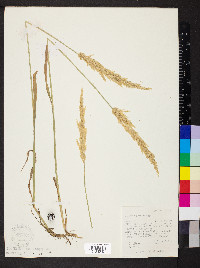 Agrostis exarata image