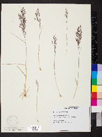 Agrostis idahoensis image