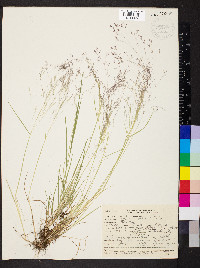 Agrostis idahoensis image