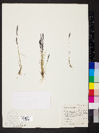 Agrostis humilis image