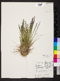 Agrostis variabilis image