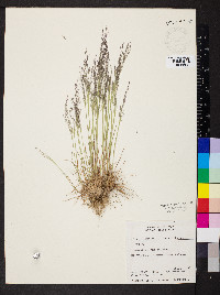 Agrostis variabilis image