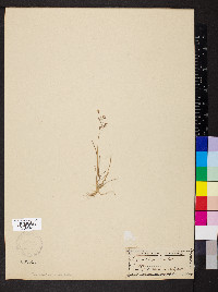 Agrostis mertensii image