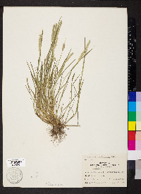 Alopecurus carolinianus image