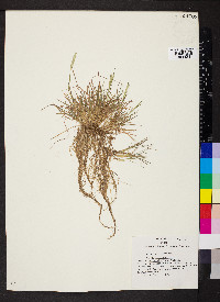 Alopecurus carolinianus image