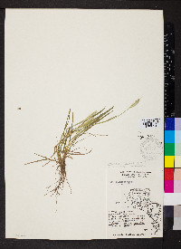 Alopecurus carolinianus image