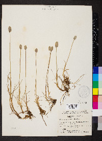 Alopecurus magellanicus image