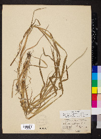 Alopecurus myosuroides image