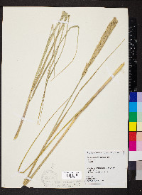 Ammophila breviligulata image