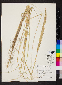 Ammophila breviligulata image