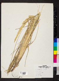 Ammophila breviligulata image