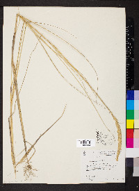 Ammophila breviligulata image