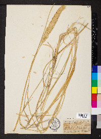 Ammophila arenaria image