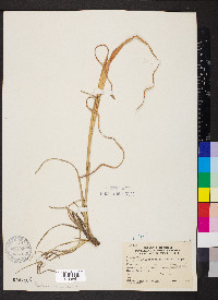 Andropogon gyrans image