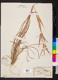 Andropogon gyrans image