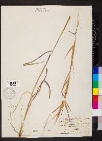 Andropogon gyrans image