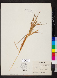 Andropogon gyrans image