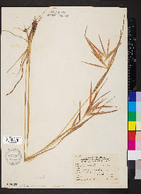 Andropogon gyrans image