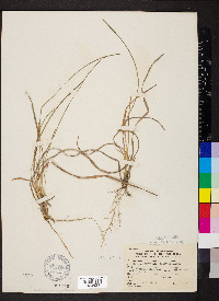 Andropogon gyrans image