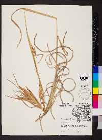 Andropogon gyrans image