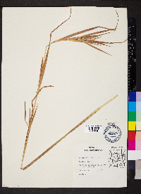 Andropogon gyrans image