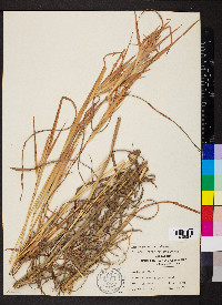 Andropogon gyrans image