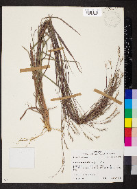 Schizachyrium scoparium var. divergens image