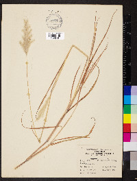 Bothriochloa laguroides image