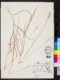 Bothriochloa laguroides image