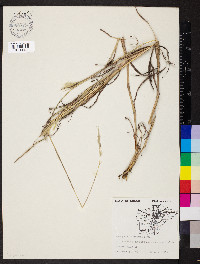 Bothriochloa laguroides image